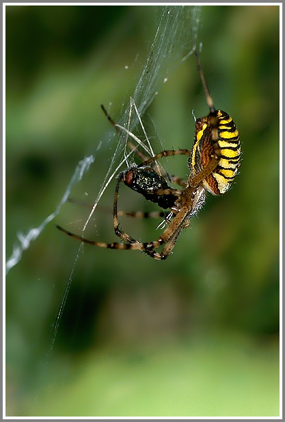 Wespenspinne (Argiope bruennichi) mit Beute