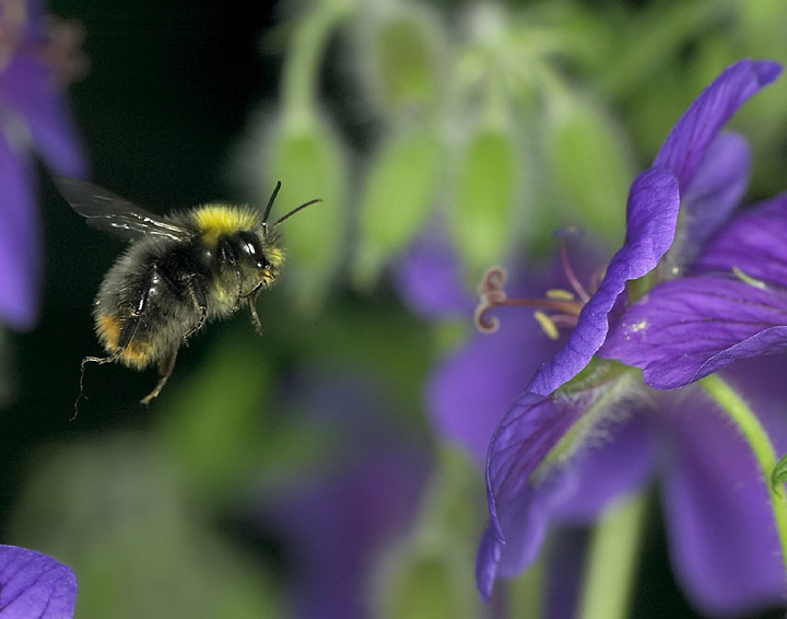 Hummel im Anflug ND