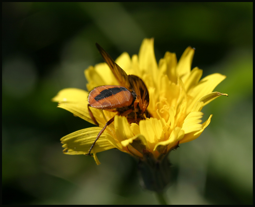 Schmarotzerfliege (Tachinidae)