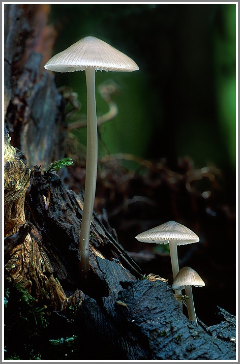 Unbekannter Pilz