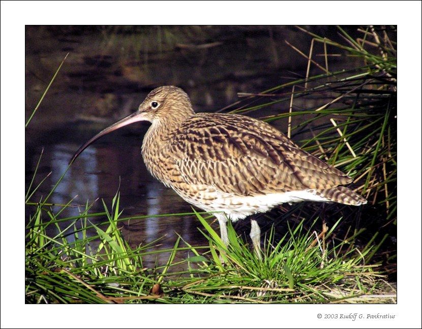 Großer Brachvogel