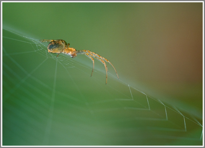 Spinne im Netz