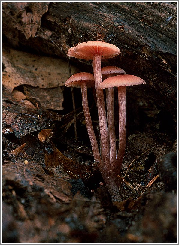 Pilz Auberg 1