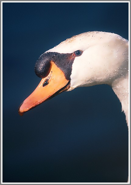 Höckerschwan (Cygnus olor), NSG Ruhraue Mülheim/Ruhr