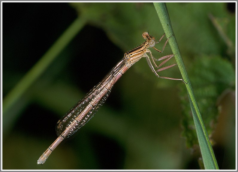 Gemeine Federlibelle (Platycnemis pennipes)