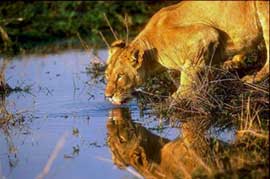 Löwin in der Masai Mara in Kenia