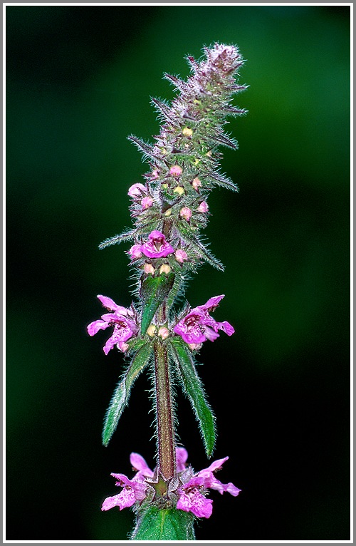 Sumpf Ziest (Stachys palustris)