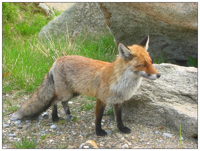 Fuchs