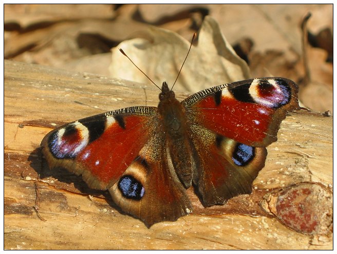 Tagpfauenauge