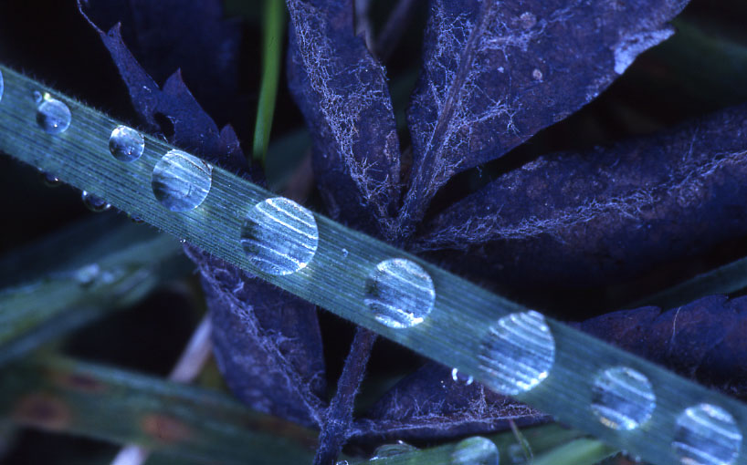 Wassertropfen
