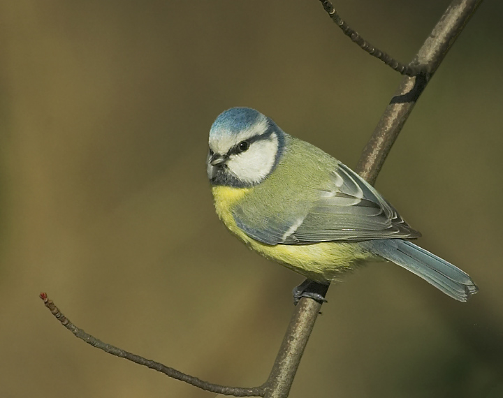 Blaumeise ND
