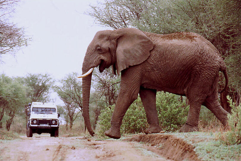Elephant crossing