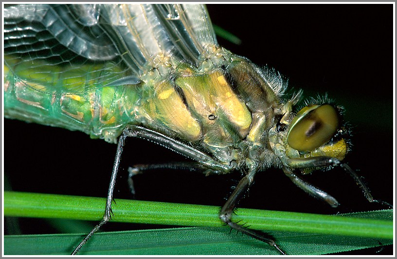 Große Königslibelle (Anax Imperator)