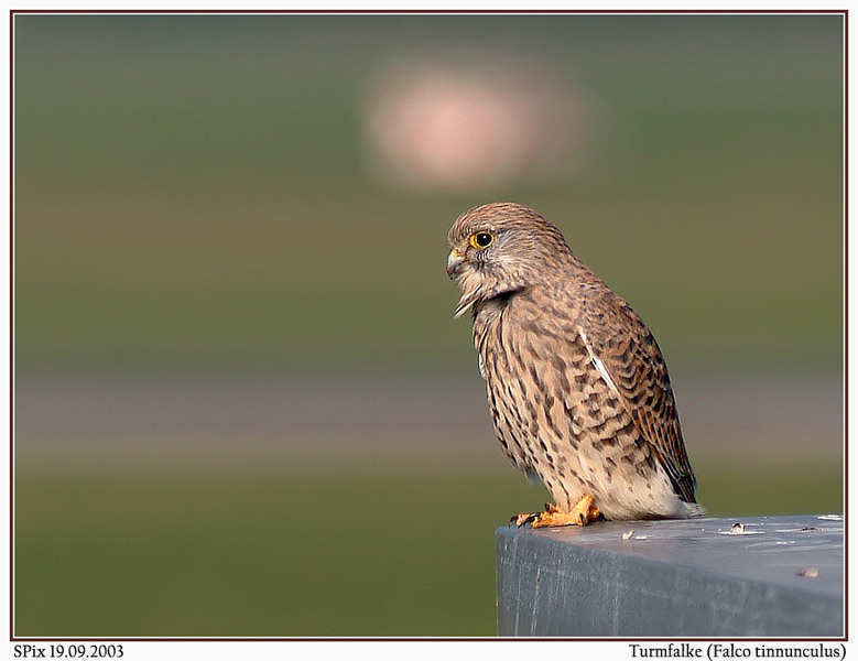 Turmfalke (weibl.)