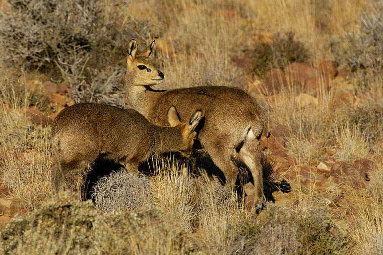 Klipspringer ND