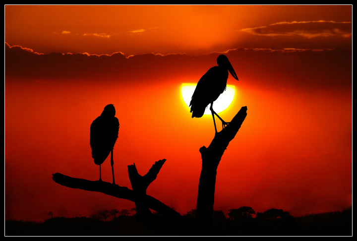 Sunset in Ruaha