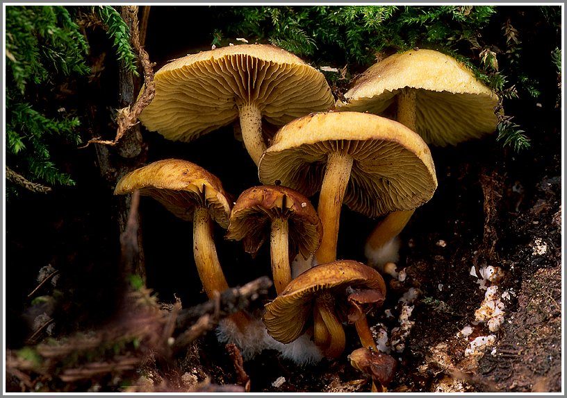 Unbekannter Pilz