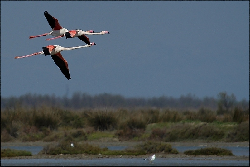 Flamingos in ihrem Lebensraum ND