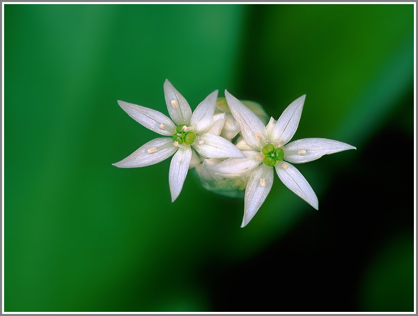 Bär-Lauch (Allium ursinum)