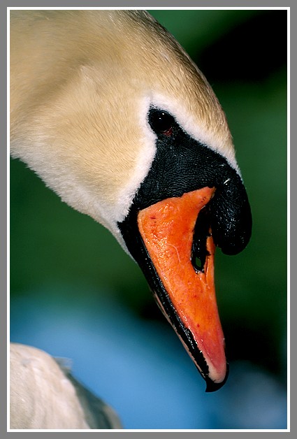 Höckerschwan (Cygnus olor), NSG Ruhraue Mülheim/Ruhr