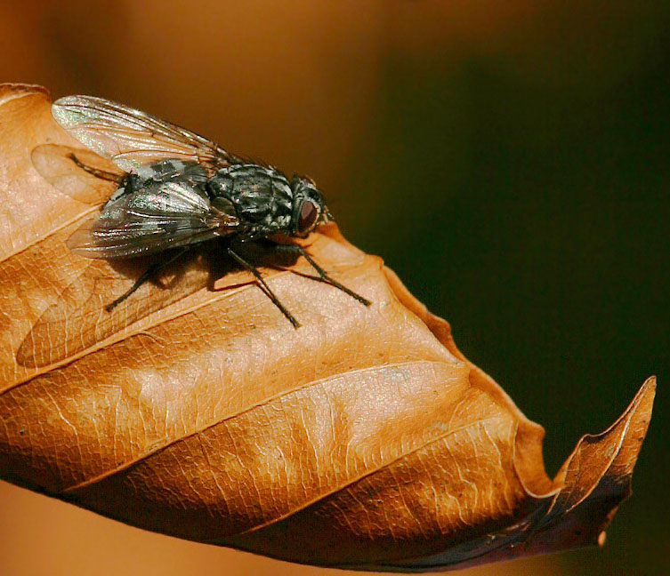 Fliege auf herbstlichem Blatt ND