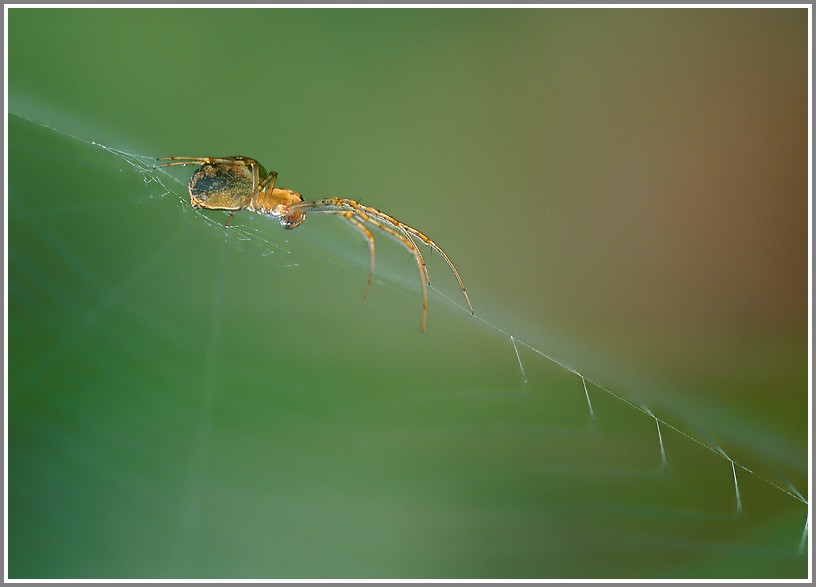 Unbekannte Spinne