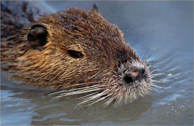 Nutria (für Dirk), ND