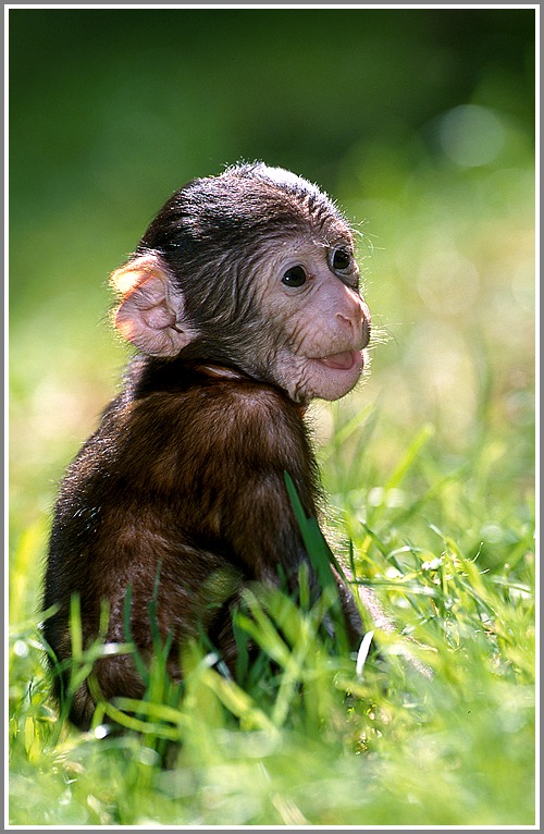 Junger Berberaffe (Magot) (Macaca sylvana), Naturzoo Rheine