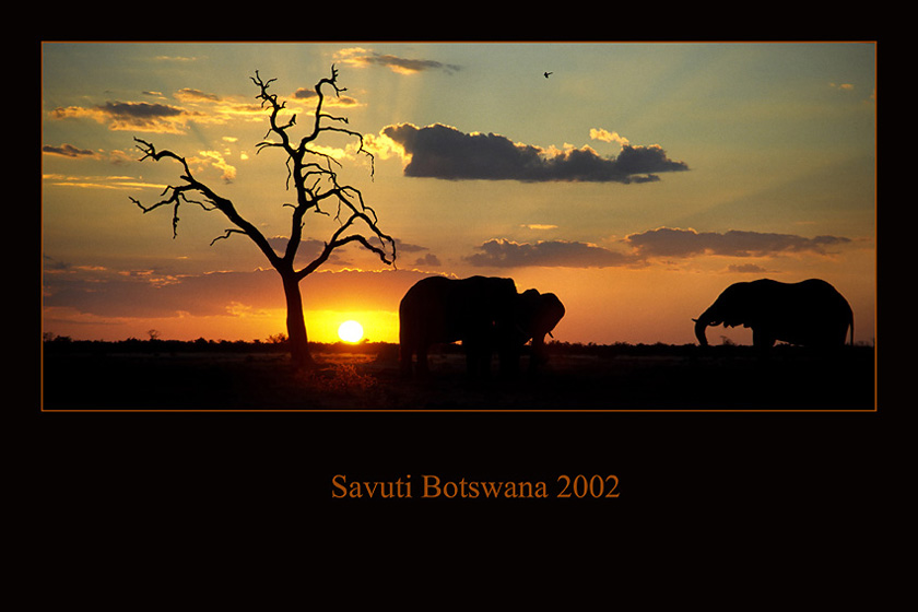 Savuti Sundowner