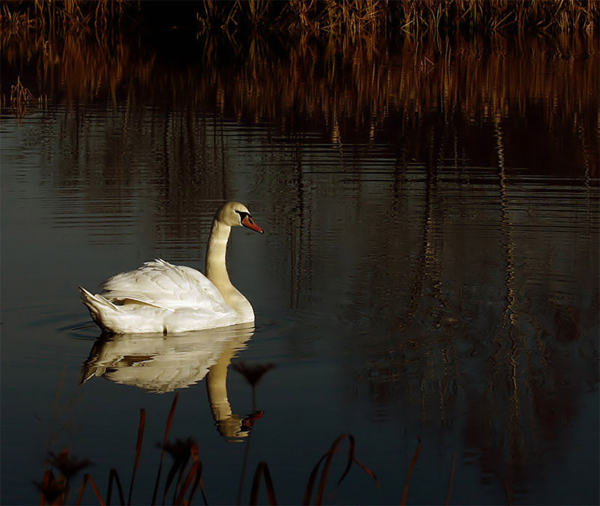 Schwan im Abendlicht