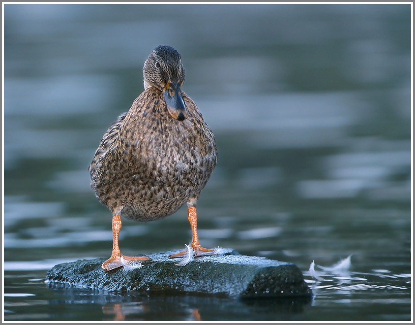 Stockente weiblich (Anas platyrhynchos) NSG Ruhraue Mülheim/Ruhr