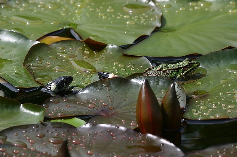 SERIE ----Die Jagd ist eröffnet.....