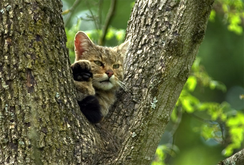 Wildkatze ZO