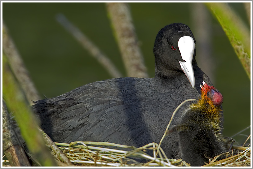 Blässhuhn (Fulica atra) mit Jungtier im Nest