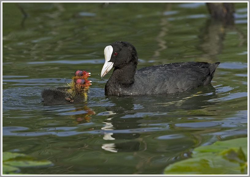 Blässhuhn (Fulica atra) mit Jungtier bei der Fütterung