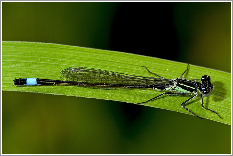 Pechlibelle (Ischnura elegans)
