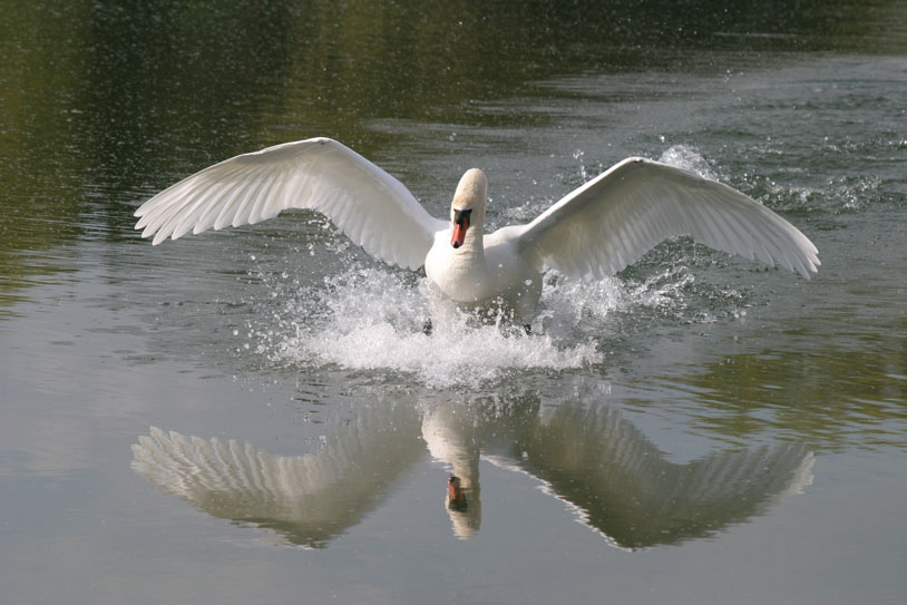 Schwan bei der Landung     ND