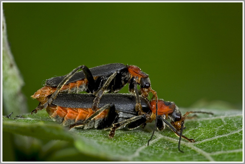 Soldatenkäfer (Cantharis rustica)
