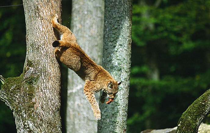 Luchs ZO