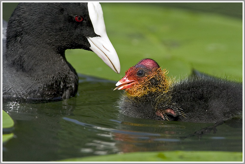 Blässhuhn (Fulica atra), Jungtier bei der Fütterung