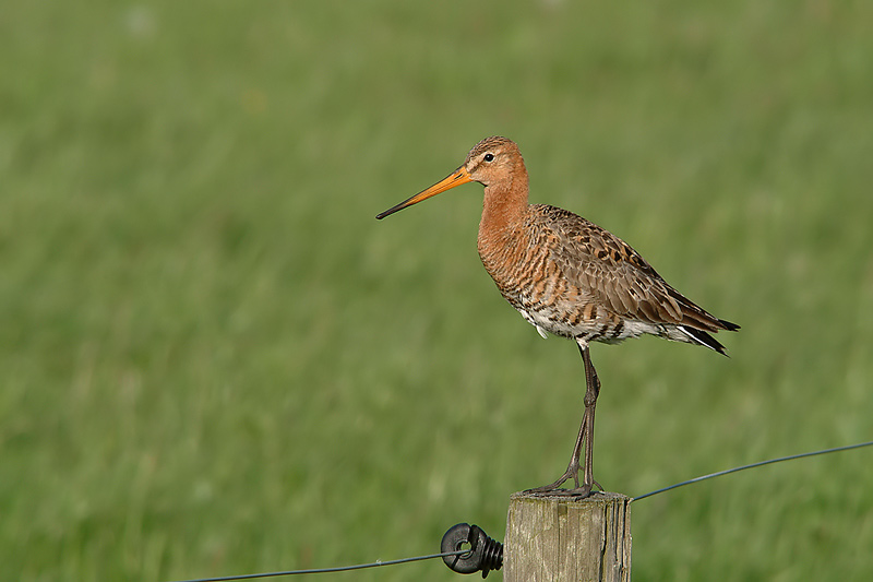 Uferschnepfe - Limosa limosa