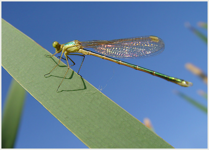 libelle