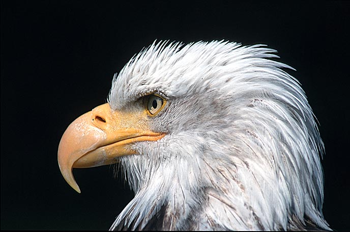 Weißkopfseeadler ZO