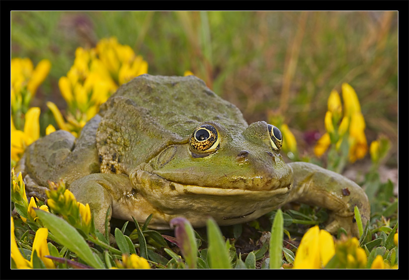 Wasserfrosch ND