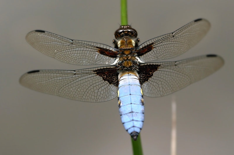 Männchen des Plattbauch (Libellula depressa)