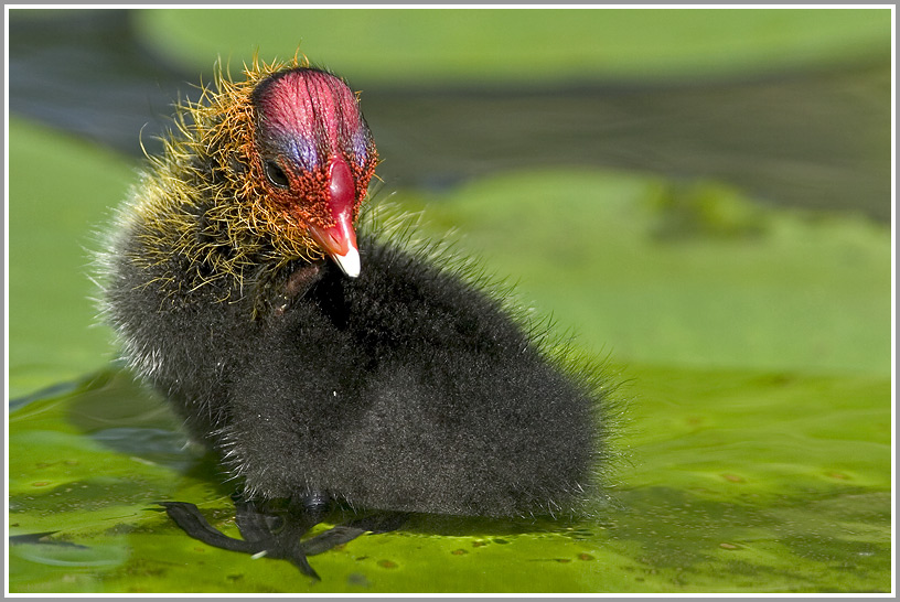 Blässhuhn (Fulica atra), Jungtier