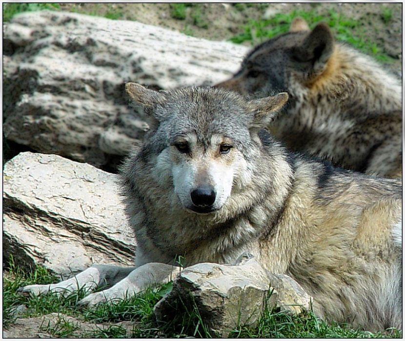 Entspannter Wolf
