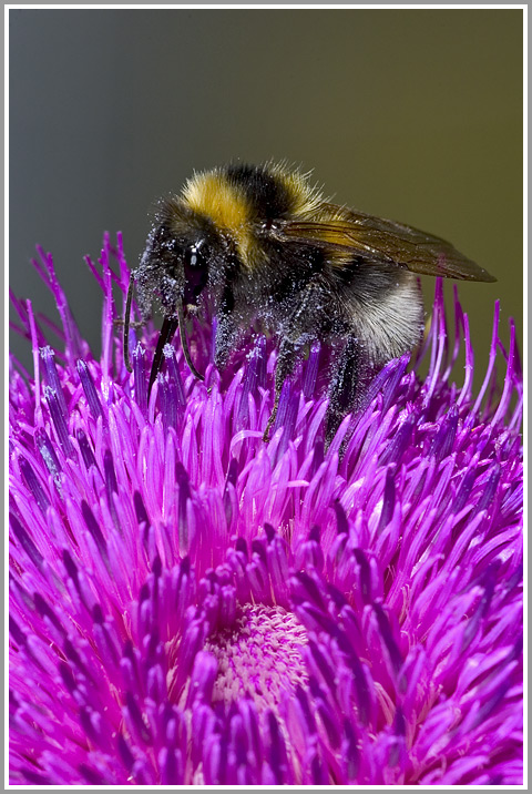 Dunkle Erdhummel (Bombrus terrestris)