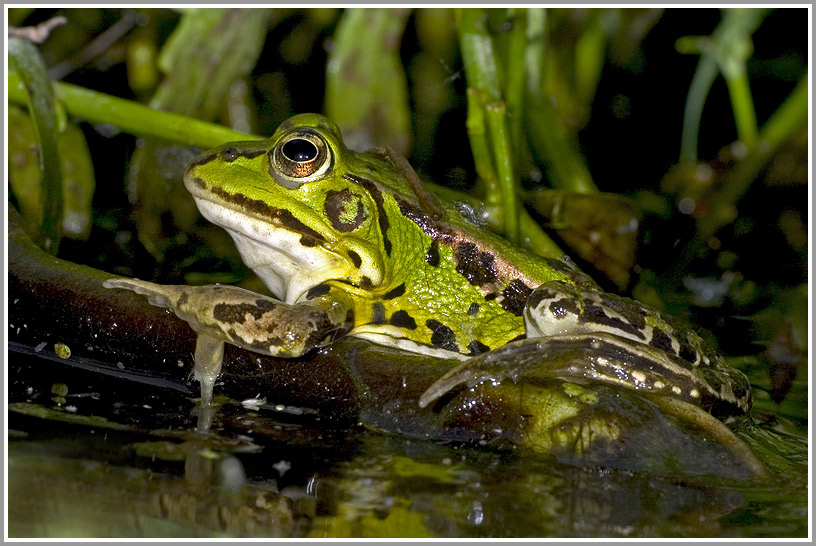 Wasserfrosch (Rana esculenta) 2