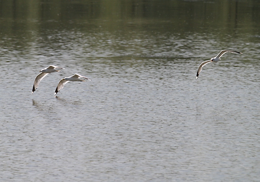 Synchronflug     ND